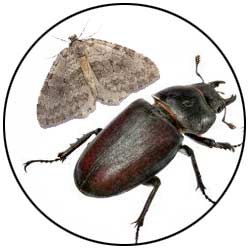 We offer inspection and extermination services for a wide variety of insect pests and rodents