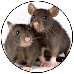 We offer inspection and extermination services for mice and rodents