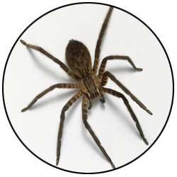 We offer inspection and extermination services for spiders