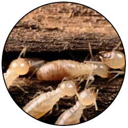 We offer inspection and extermination services for termites