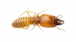 termite isolated Dampwood Termite