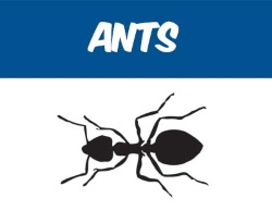 We offer inspection and extermination services for all varieties of ants