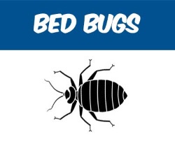 We offer inspection and extermination services for bed bugs