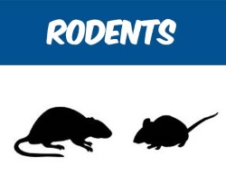 We offer inspection and extermination services for mice, rats, and rodents