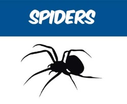 We offer inspection and extermination services for all types of spiders