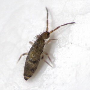 Springtail