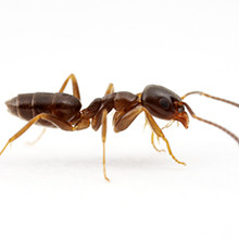 Odorous House Ant Pest Control
