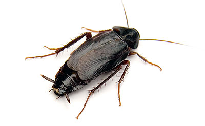 Oriental Cockroach