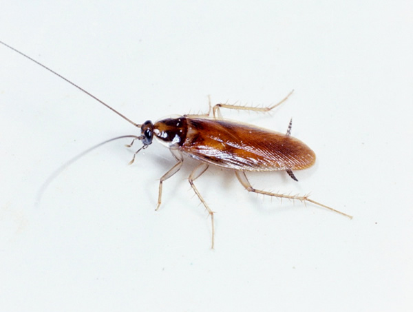 Brown-banded Cockroach