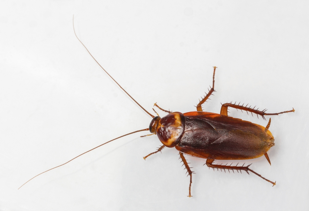 roach control near me