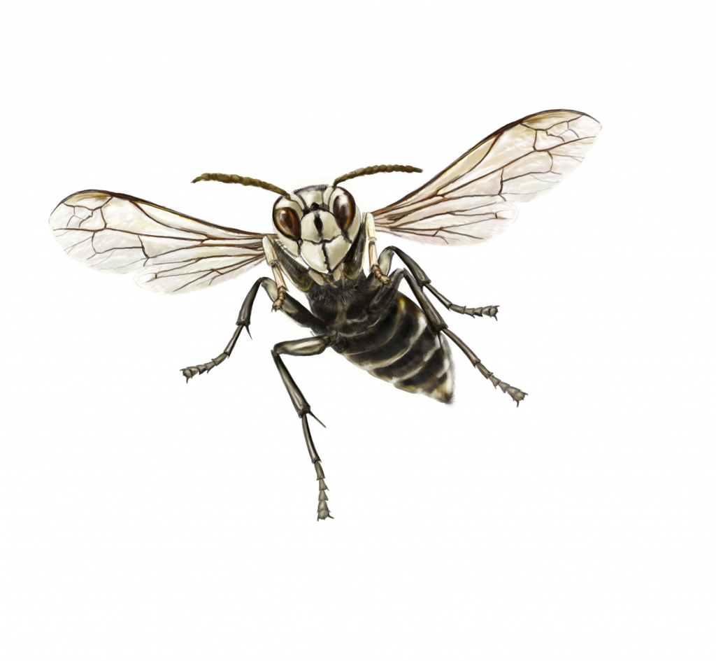 Bald Faced Hornet Extermination Service