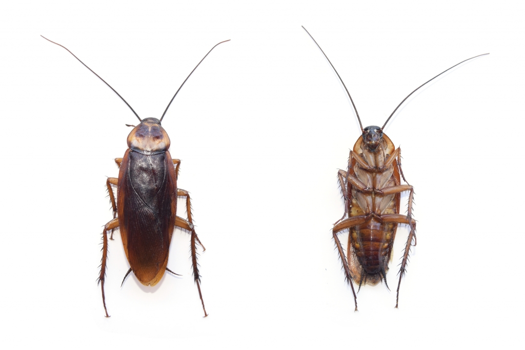 German Cockroach German Cockroach