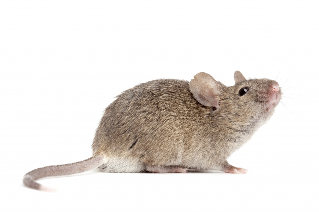 House Mouse House Mouse