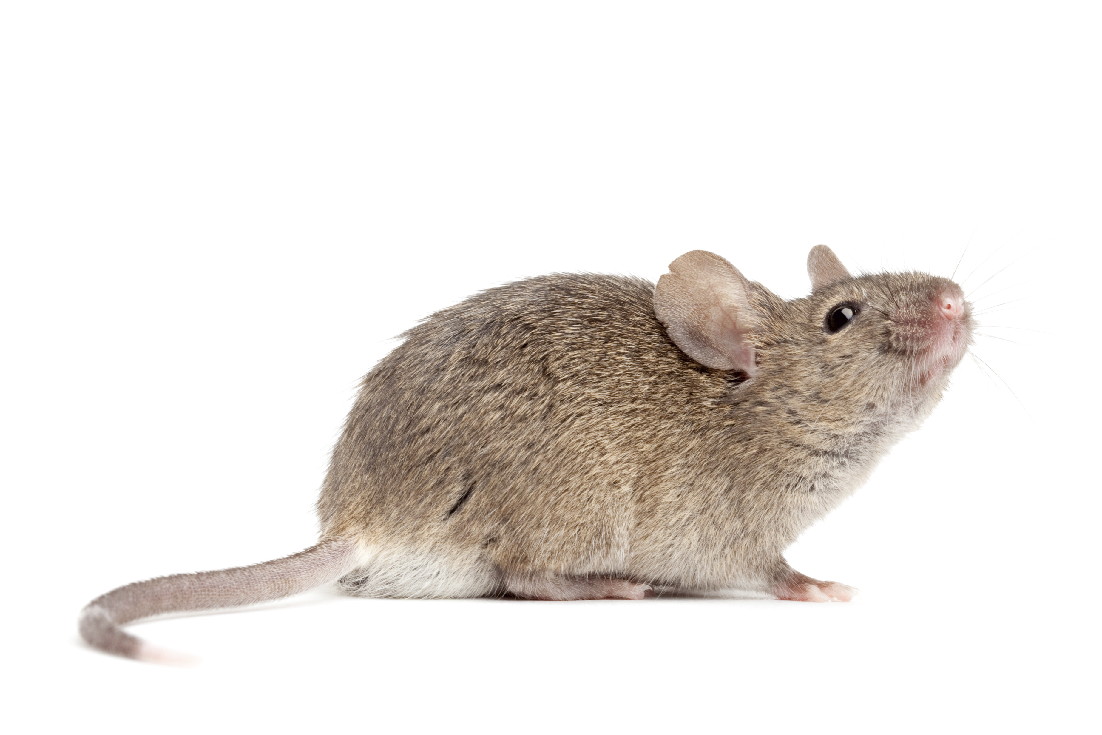 Even cute rodents like house mice can cause damage and spread disease.