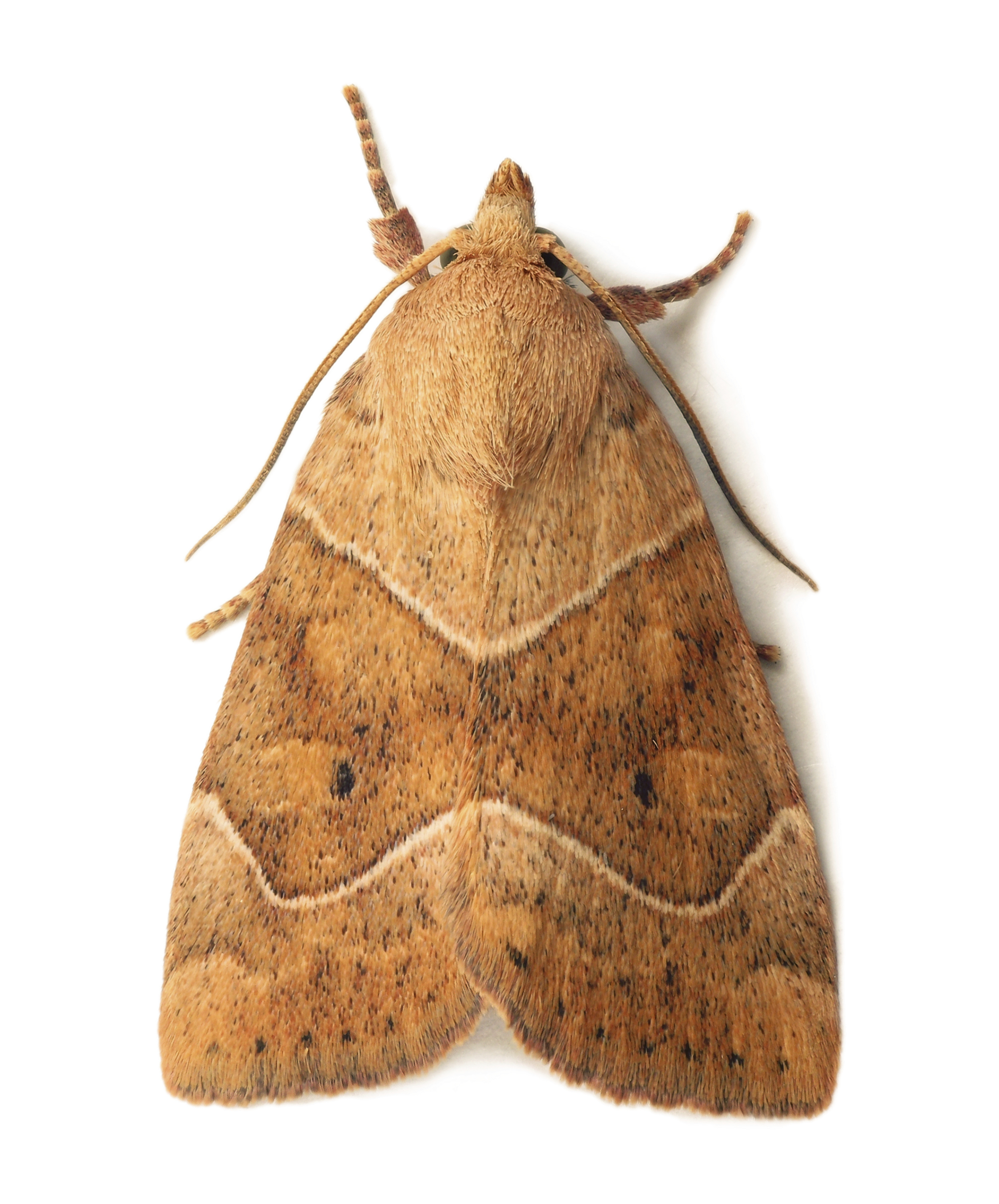 Moth