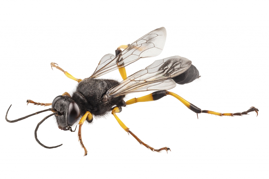 Mud Dauber Wasp