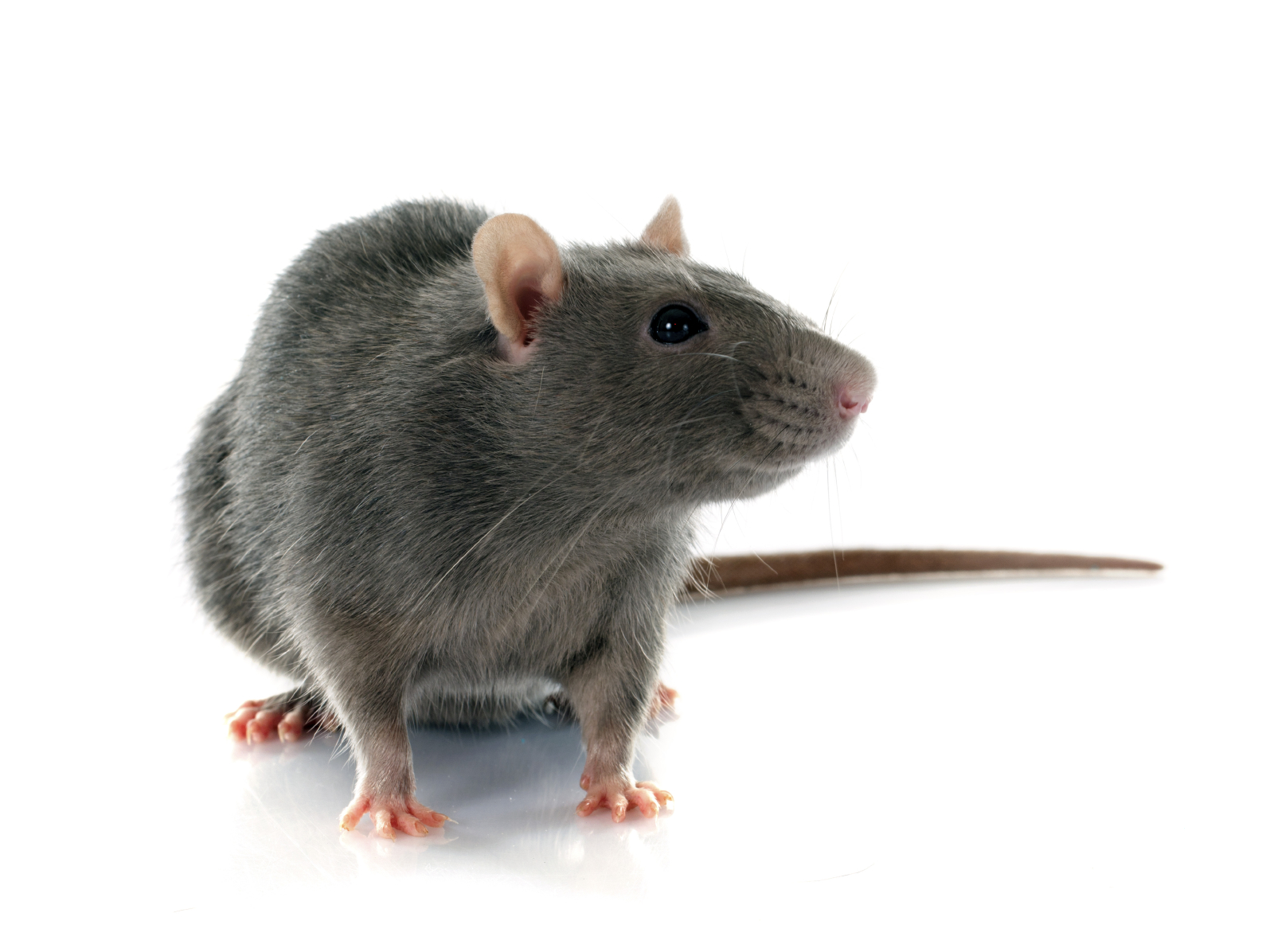 Our rodent control services include ridding your home of pests like this Norway rat.
