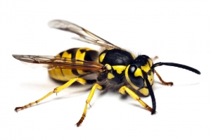 Stop Bugging Me controls pests like the paper wasp seen in this picture