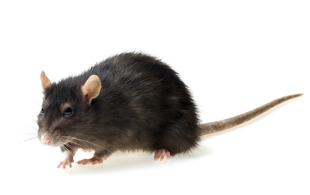 Roof Rat Roof Rat