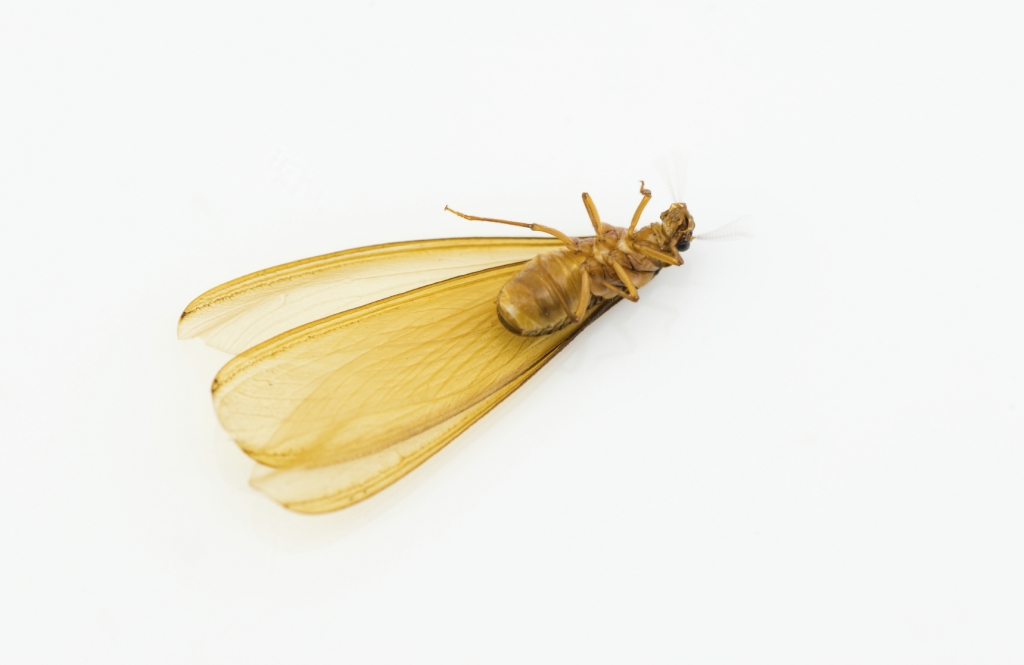 Subterranean Termite Subterranean Termite
