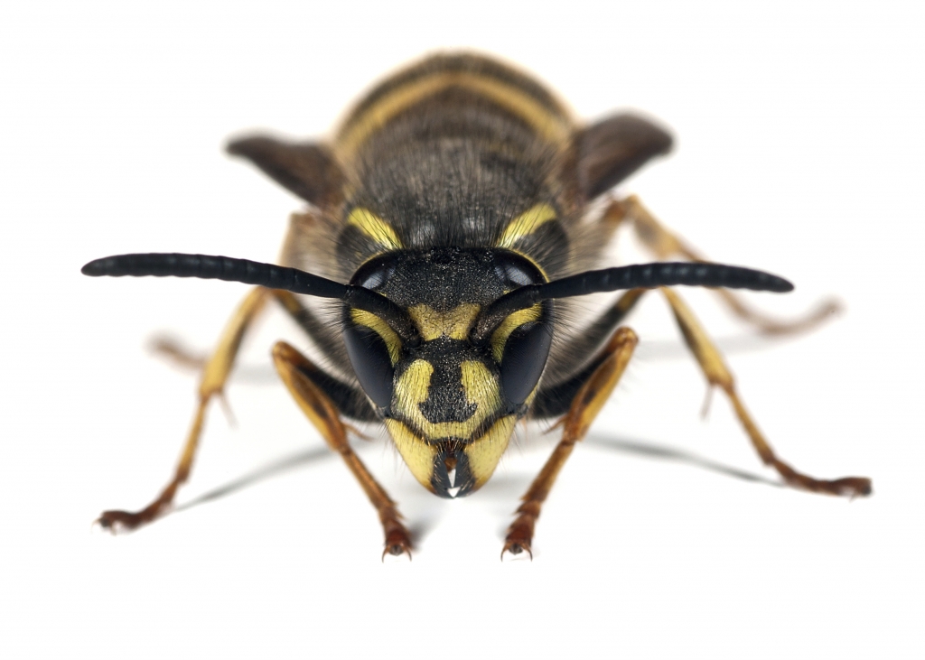 Yellow Jacket Yellow jacket