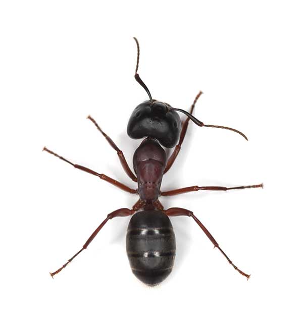 Carpenter Ant Control and Exterminator Services Seattle WA