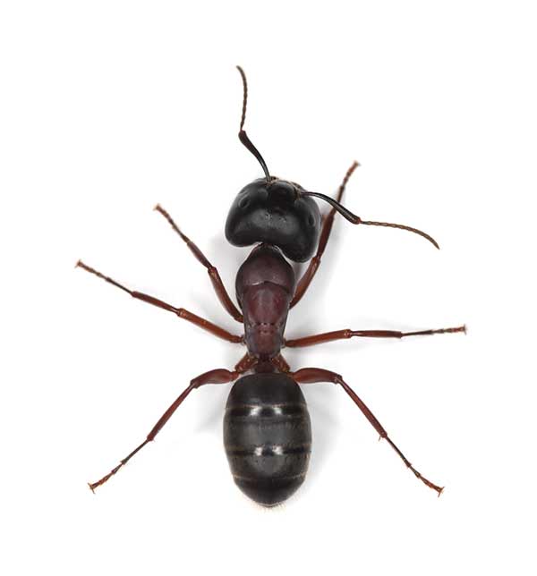 Carpenter Ant Inspection & Removal