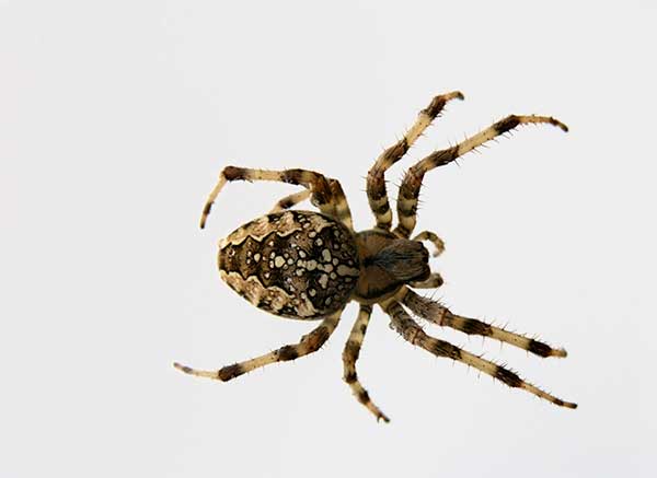CrossSpider_web Cross Spider