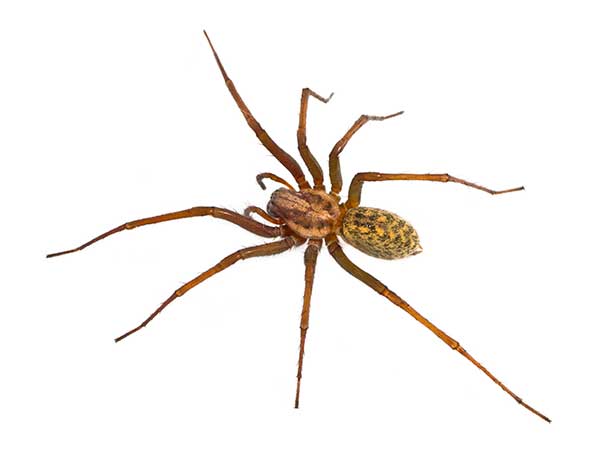 Cellar Spider Control Services - Cellar Spider Exterminators