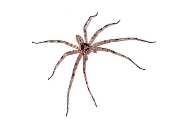 House Spiders Brown