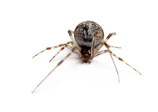 House Spider