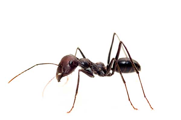 OdorousHouseSugarAnt_web Odorous House Ant
