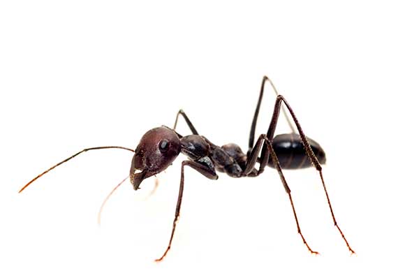 Odorous House Ant