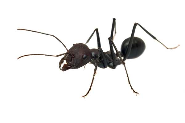 Pavement Ant