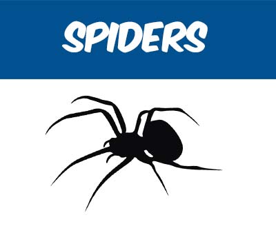 We offer inspection and extermination services for all types of spiders