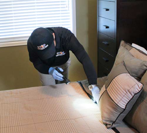 Bed Bug Inspection & Removal
