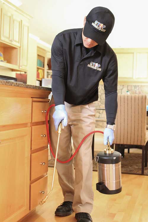 TechnicianAntSpraying Ant Inspection & Pest Control