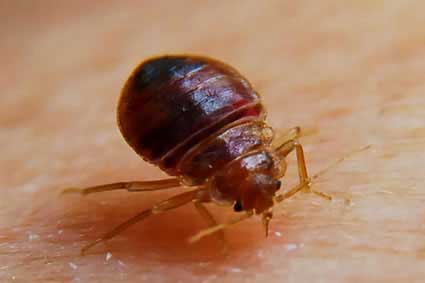 bedbug-biting_web Bed Bug