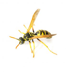 Stinging insects like this hornet can put a damper on outdoor fun
